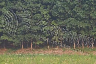 短期橡胶原料价格 仍需下跌去寻找支撑位