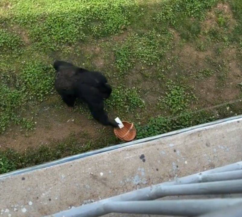 大猩猩帮游客捡回手机还放进筐 网友调侃：赶紧买二斤香蕉送过去  第1张