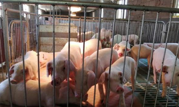 4月猪企销量同比大幅提升！但出栏体重正在拖垮猪价……  第3张